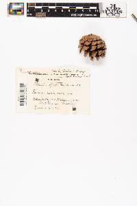 Pinus resinosa image