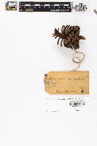 Pinus serotina image