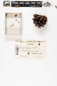 Pinus rigida image