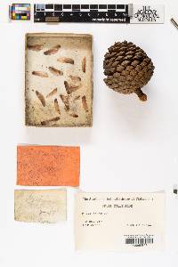 Pinus serotina image