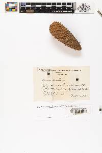 Pinus serotina image