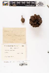 Pinus massoniana image