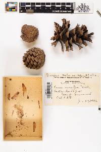 Pinus serotina image