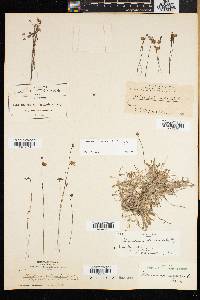 Utricularia livida image