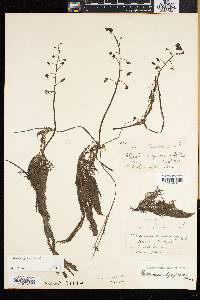 Utricularia foliosa image