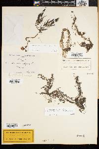 Utricularia minor image