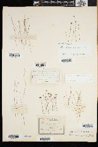 Utricularia subulata image
