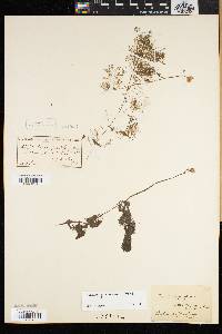 Utricularia purpurea image