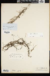 Utricularia minor image