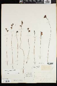 Utricularia juncea image