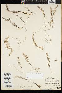 Utricularia intermedia image