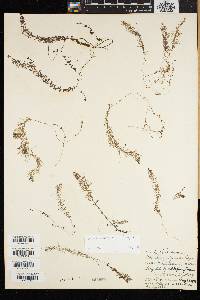 Utricularia intermedia image