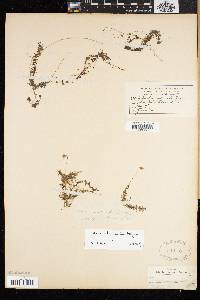 Utricularia intermedia image