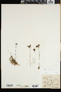 Utricularia cornuta image