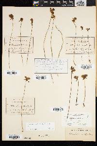 Utricularia cornuta image