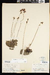 Utricularia cornuta image