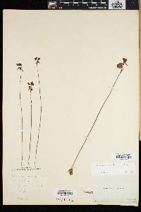 Utricularia cornuta image