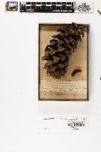 Pinus strobiformis image