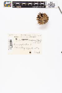 Pinus sylvestris image