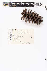 Pinus taeda image