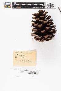 Pinus taeda image