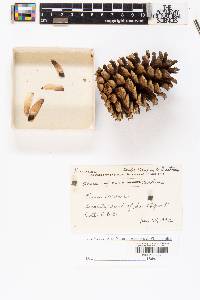 Pinus taeda image