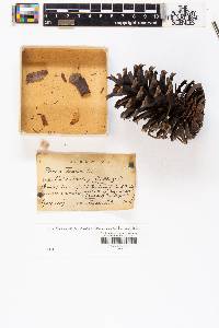 Pinus taeda image
