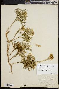 Diphasiastrum tristachyum image