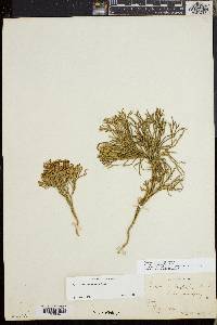 Diphasiastrum tristachyum image