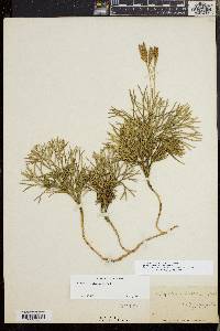 Diphasiastrum tristachyum image