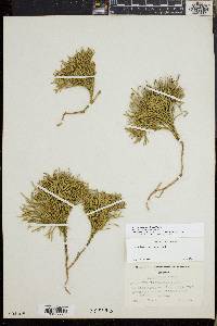 Diphasiastrum tristachyum image