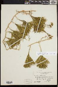 Diphasiastrum tristachyum image