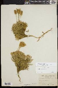 Diphasiastrum tristachyum image