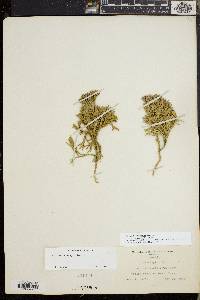 Diphasiastrum tristachyum image