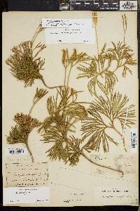 Diphasiastrum tristachyum image