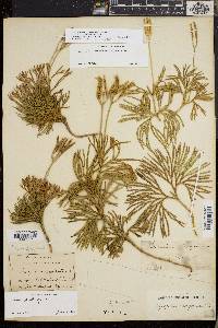 Diphasiastrum tristachyum image