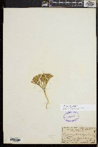 Diphasiastrum tristachyum image