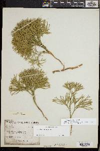 Diphasiastrum tristachyum image