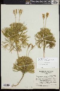 Diphasiastrum tristachyum image