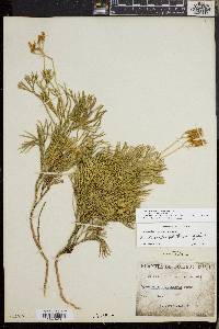 Diphasiastrum tristachyum image