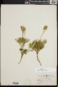 Diphasiastrum tristachyum image