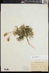 Diphasiastrum tristachyum image