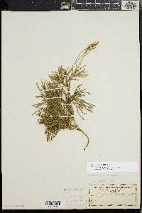 Diphasiastrum tristachyum image