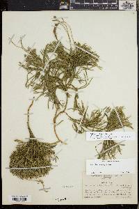 Diphasiastrum tristachyum image