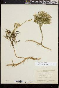 Diphasiastrum tristachyum image