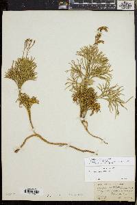 Diphasiastrum tristachyum image