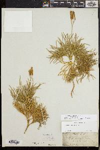 Diphasiastrum tristachyum image