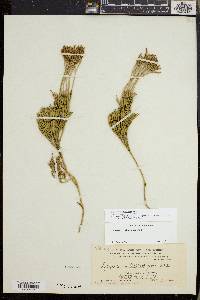 Diphasiastrum tristachyum image