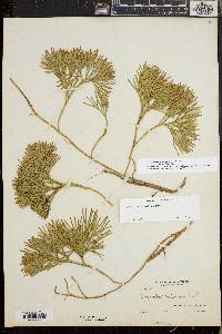 Diphasiastrum tristachyum image