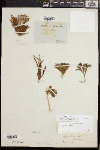 Diphasiastrum alpinum image